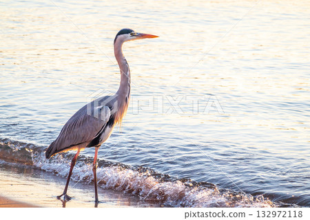 A heron hunting in the sea. Grey heron on the hunt 132972118