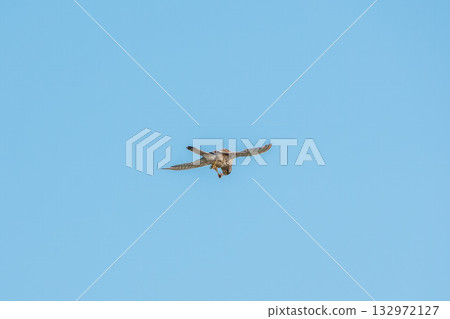 Common kestrel, Falco tinnunculus, hovered in the air in search of prey Common kestrel, Falco tinnunculus, hovered in the air in search of prey 132972127