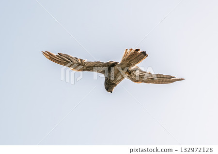 Common kestrel, Falco tinnunculus, hovered in the air in search of prey Common kestrel, Falco tinnunculus, hovered in the air in search of prey 132972128
