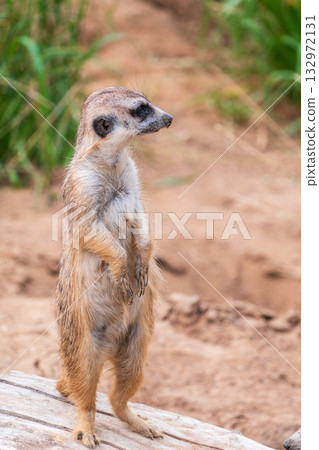 Meerkat, Suricata suricatta, on hind legs. Portrait of meerkat standing on hind legs with alert expression. Portrait of a funny meerkat sitting on its hind legs. 132972131