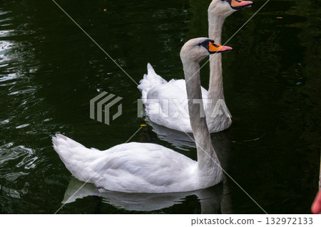 Two Graceful white Swans swimming in the lake, swans in the wild Two Graceful white Swans swimming in the lake, swans in the wild 132972133