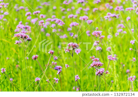 Verbena bonariensis flowers, Argentinian Vervain or Purpletop Vervain, Clustertop Vervain, Tall Verbena, Pretty Verbena, in garden 132972134