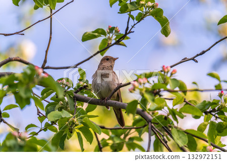 Thrush Nightingale, Luscinia luscinia. A bird sits on a tree branch and sings 132972151