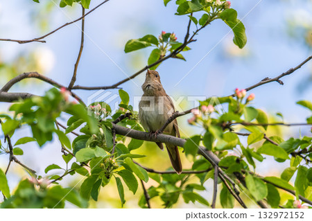 Thrush Nightingale, Luscinia luscinia. A bird sits on a tree branch and sings 132972152