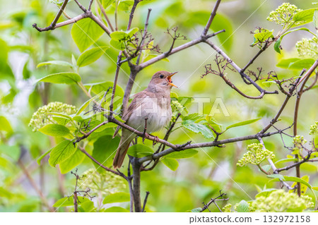 Thrush Nightingale, Luscinia luscinia. A bird sits on a tree branch and sings 132972158
