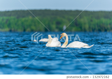 Three graceful white swans swims in the lake, swans in the wild. 132972162