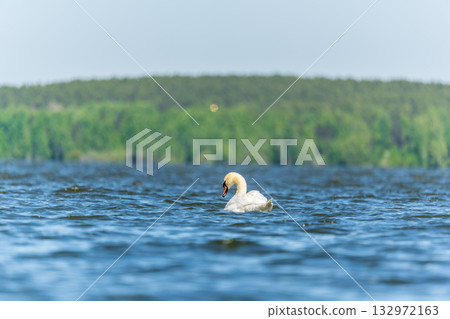 Graceful white Swan swimming in the lake, swans in the wild. Portrait of a white swan swimming on a lake. Graceful white Swan swimming in the lake, swans in the wild. Portrait of a white swan swimming on a lake. 132972163