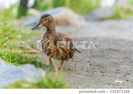 A duck female stands on its paws on the green shore of a pond. 132972166