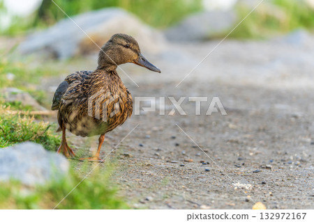A duck female stands on its paws on the green shore of a pond. 132972167