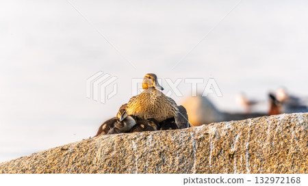 Adult duck with many ducklings sits on green shore of pond Adult duck with many ducklings sits on green shore of pond 132972168