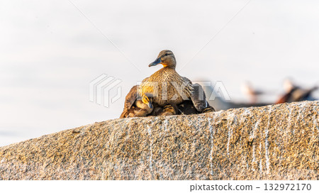 Adult duck with many ducklings sits on green shore of pond Adult duck with many ducklings sits on green shore of pond 132972170