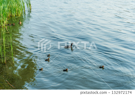 Eurasian Coot with Chicks Swimming on Lake Eurasian Coot with Chicks Swimming on Lake 132972174