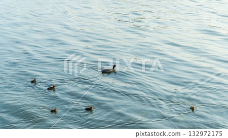 Eurasian Coot with Chicks Swimming on Lake Eurasian Coot with Chicks Swimming on Lake 132972175
