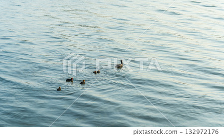 Eurasian Coot with Chicks Swimming on Lake 132972176