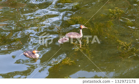 The waterfowl bird, great crested grebe with chick, swimming in the lake. The waterfowl bird, great crested grebe with chick, swimming in the lake. 132972178