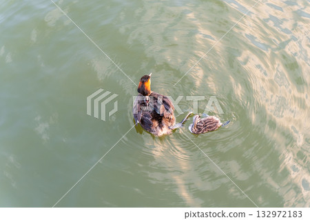 The waterfowl bird, great crested grebe with chick, swimming in the lake. The waterfowl bird, great crested grebe with chick, swimming in the lake. 132972183