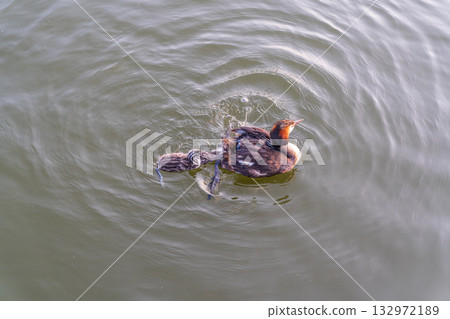 The waterfowl bird, great crested grebe with chick, swimming in the lake. 132972189