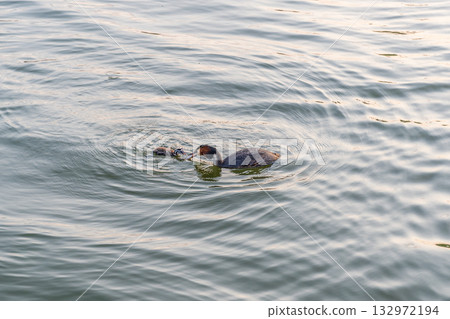 An adult great crested grebe feeds its chick with fish on a summer evening. An adult great crested grebe feeds its chick with fish on a summer evening. 132972194
