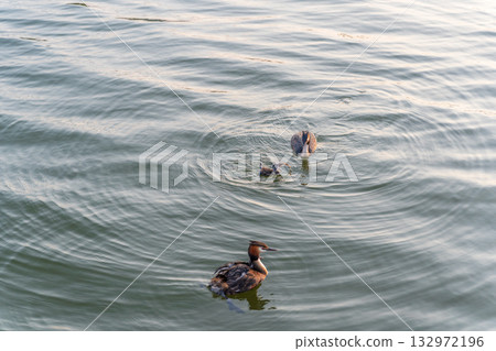 An adult great crested grebe feeds its chick with fish on a summer evening. An adult great crested grebe feeds its chick with fish on a summer evening. 132972196