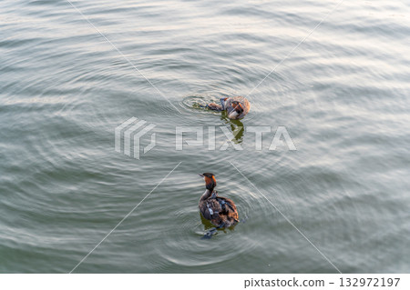 An adult great crested grebe feeds its chick with fish on a summer evening. 132972197