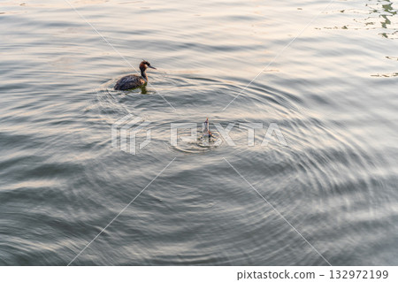 An adult great crested grebe feeds its chick with fish on a summer evening. 132972199