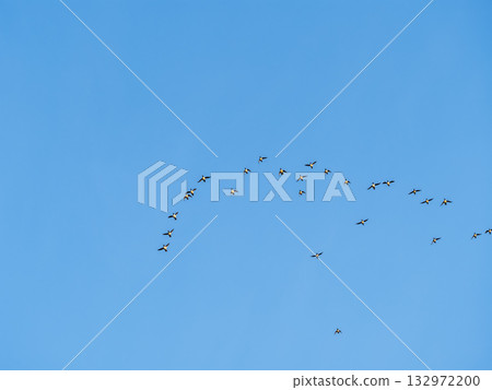 Flock of geese in flight 132972200
