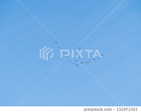 Flock of geese in flight 132972201