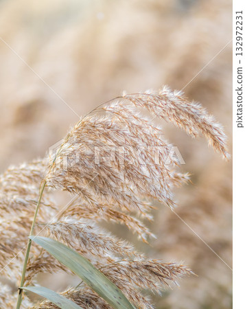 Yellow autumn fluffy feather grass with seeds on curved stems in light wind. Hello autumn concept. Natural background with copy space 132972231