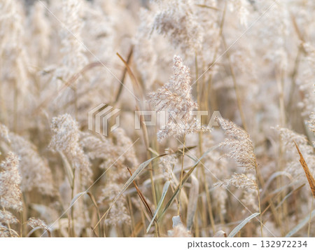 Yellow autumn fluffy feather grass with seeds on curved stems in light wind. Hello autumn concept. Natural background with copy space Yellow autumn fluffy feather grass with seeds on curved stems in light wind. Hello autumn concept. Natural background with copy space 132972234