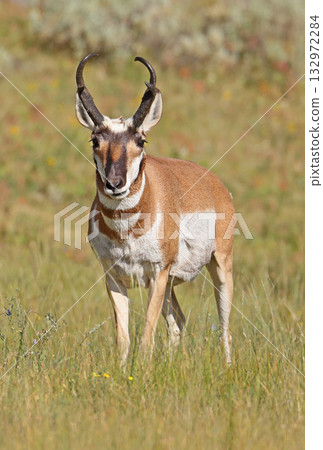 Pronghorn male standing on the grass in Lamar Valley, Yellowstone National Park, USA 132972284