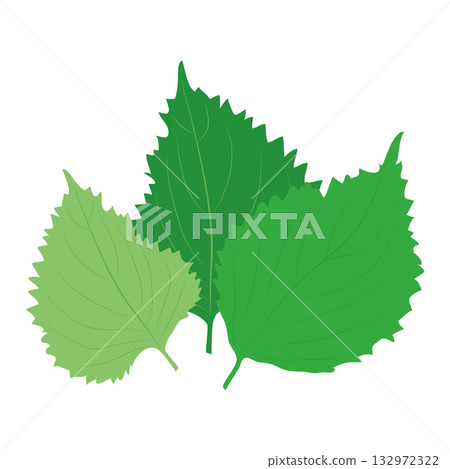 Illustration material of perilla and spicy vegetables Illustration material of perilla and spicy vegetables 132972322