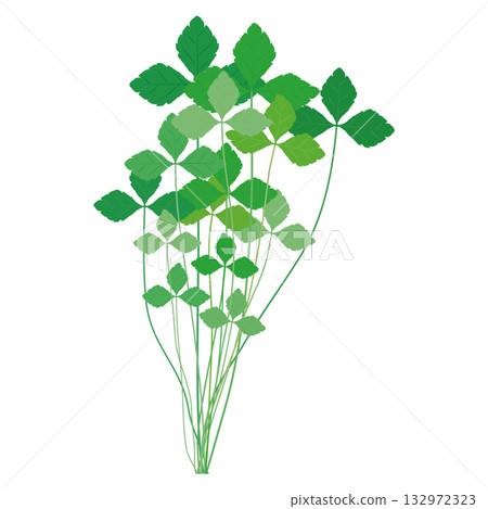Mitsuba leafy vegetable illustration material Mitsuba leafy vegetable illustration material 132972323