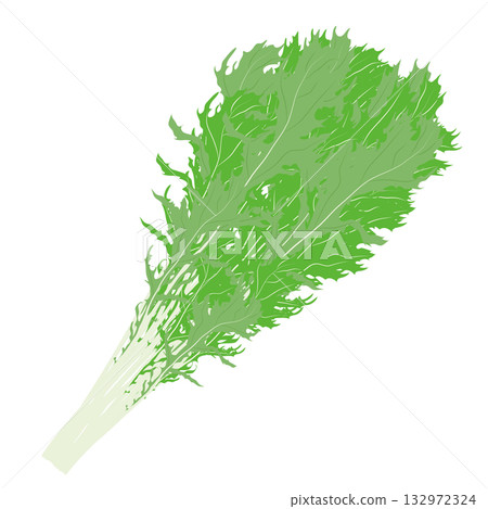 Leafy vegetables illustration material 132972324