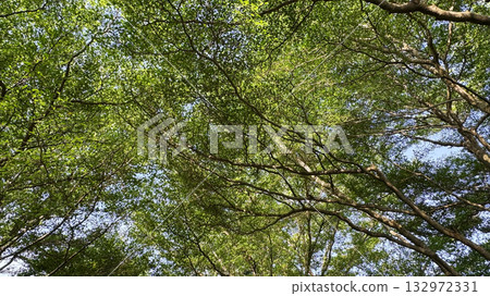 Green leaves in the garden Ivory coast almond or Black afara tree 132972331