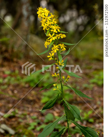 阿奎尼娜的花朵 132972500