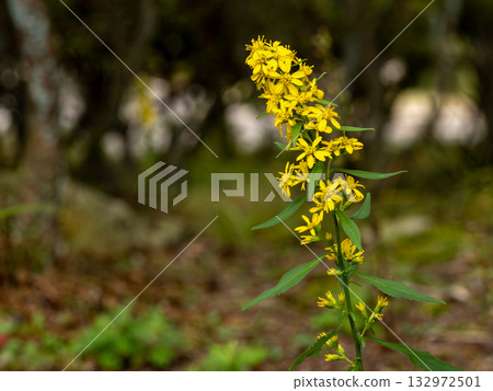 阿奎尼娜的花朵 132972501