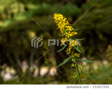 Flowers of Aquinone Flowers of Aquinone 132972502