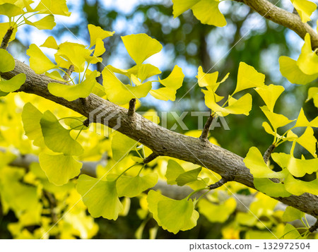 銀杏葉開始變黃 132972504