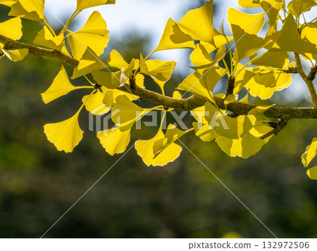 Leaves of ginkgo biloba colored yellow Leaves of ginkgo biloba colored yellow 132972506