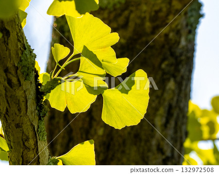 Leaves of ginkgo biloba colored yellow 132972508