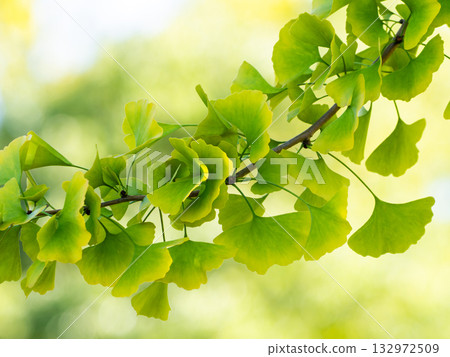 Ginkgo leaves starting to turn yellow Ginkgo leaves starting to turn yellow 132972509