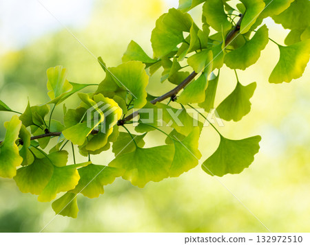 Ginkgo leaves starting to turn yellow Ginkgo leaves starting to turn yellow 132972510