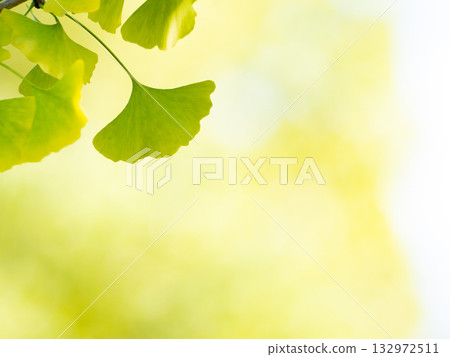 Ginkgo leaves starting to turn yellow Ginkgo leaves starting to turn yellow 132972511