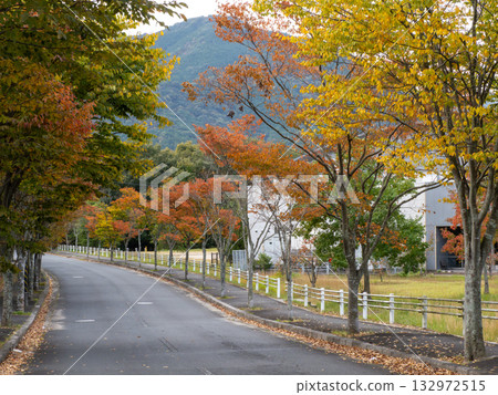 Zelkova樹秋葉 132972515