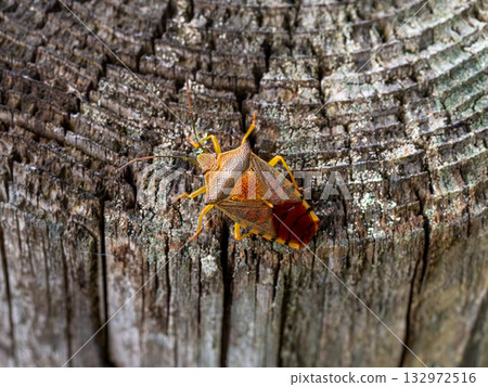 Seaka喇叭椿象 132972516