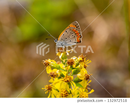 A red copper butterfly on a goldenrod flower 132972518