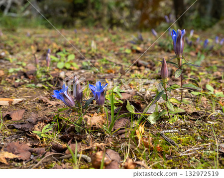 Gentian flowers blooming in the mountains 132972519