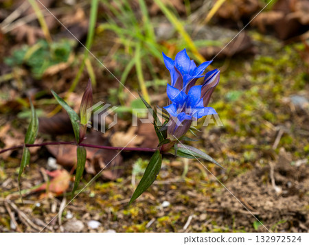 山間盛開的龍膽花 132972524
