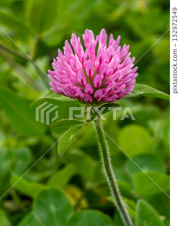 Purple clover flower Purple clover flower 132972549