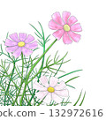 Pink cosmos flowers are blooming in abundance 132972616